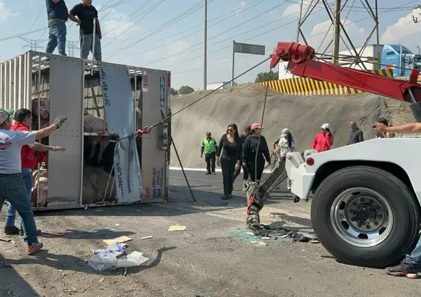Rescatan cerdos atrapados tras 7 horas de volcadura de tráiler en CEM (VIDEO)