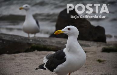 Gaviota pata amarilla: conoce a esta especie endémica de BCS