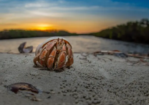 Destacan paisajes de Baja California Sur en concurso de fotografía