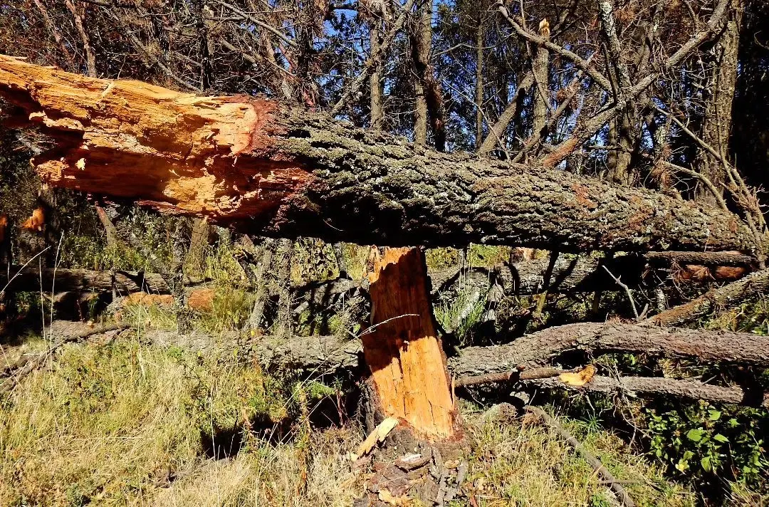 Alertan por plagas en los bosques del Estado de México