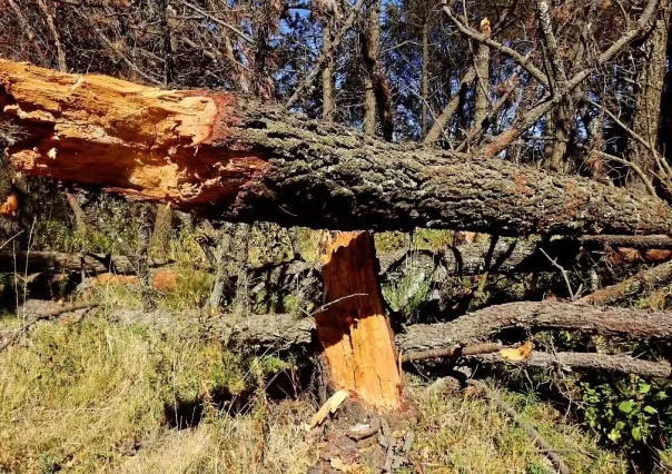 Alertan por plagas en los bosques del Estado de México
