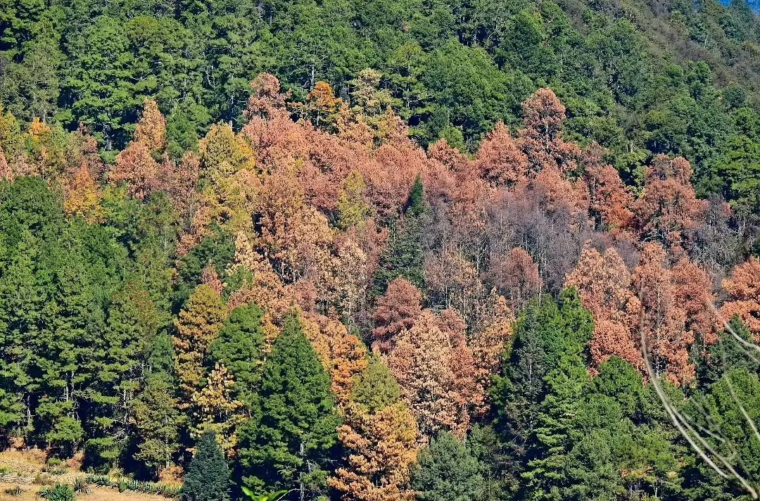 Alertan por plagas en los bosques del Estado de México