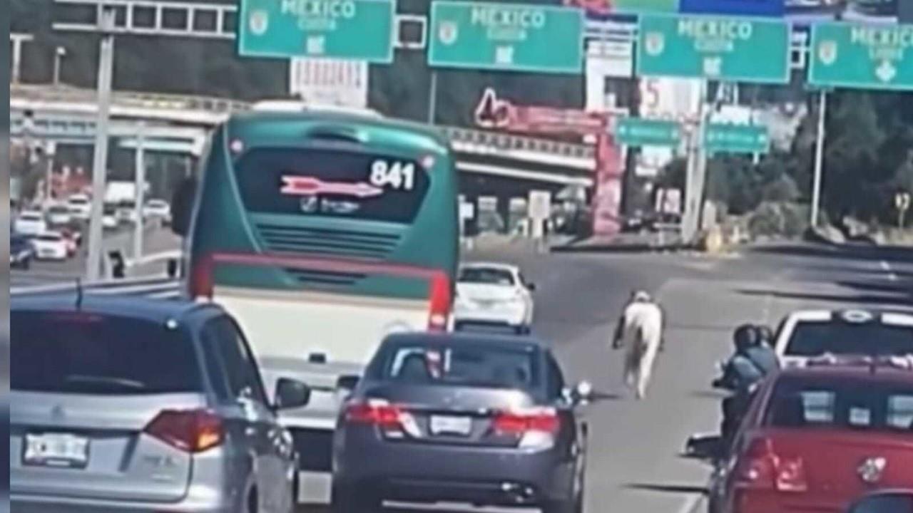 El caballo provocó congestionamiento vial en la México--Toluca por algunos minutos, sin mayores consecuencias. Foto: Captura de pantalla