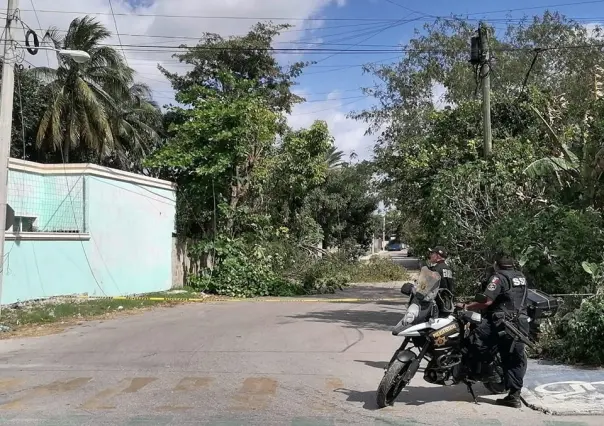 Vientos fuertes del Frente Frío 32 en Mérida derriban árbol y los deja sin luz