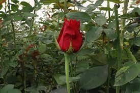 La falta de agua en la entidad fue la causante de la baja de flores. Imagen: GEM