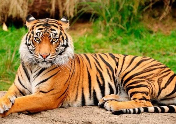 Encuentran cuerpo decapitado de tigre en cascada de Valle de Bravo