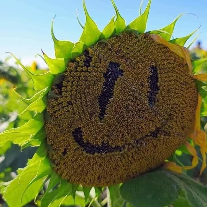 Girasol dañado. Foto: Redes sociales