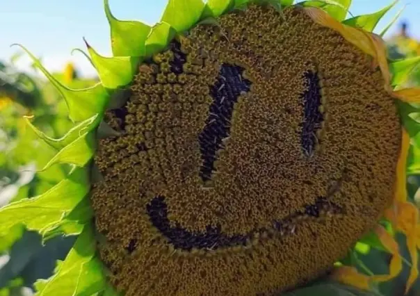 Indigna en redes el daño a los girasoles de González