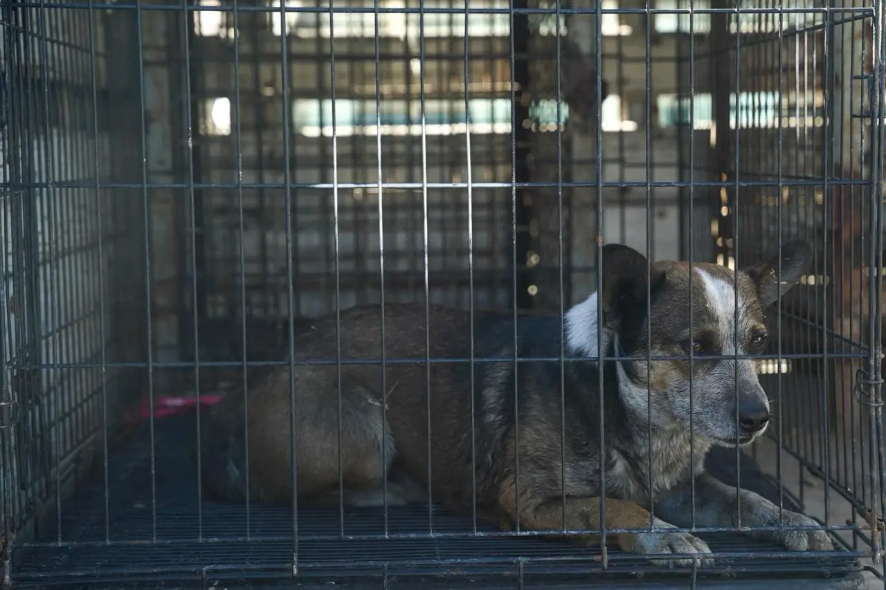 El perrito es el mismo que fue captado aullando el día de ayer y junto con dos gatos fueron capturados por las autoridades, Foto: Especial.