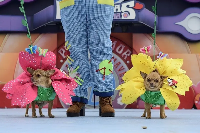 Carnaval Canino 2024. Foto: Archivo