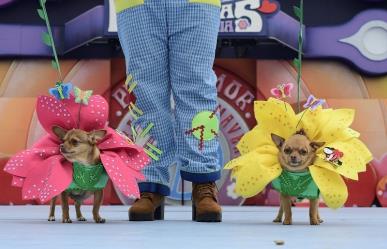 Diversión asegurada en el Carnaval Canino 2024 en Mérida