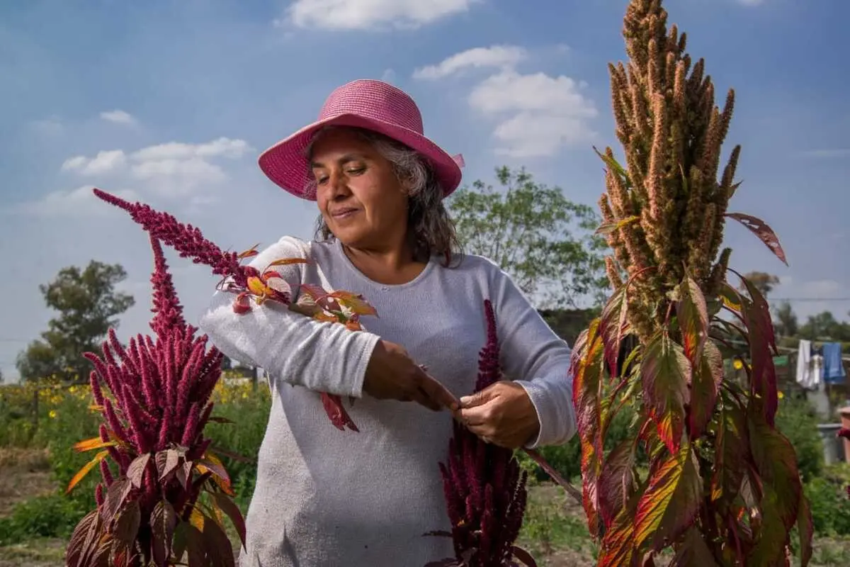 Aprueba SENADO el 15 de octubre como Día Nacional del Amaranto.       Foto: Secretaría de Agricultura y Desarrollo Rural