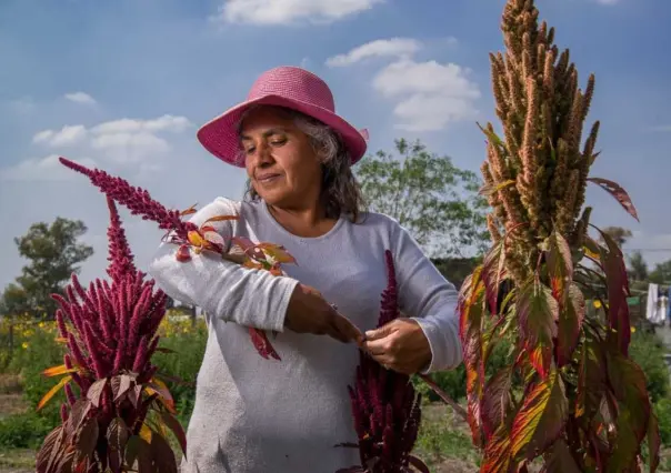 Aprueba SENADO el 15 de octubre como Día Nacional del Amaranto