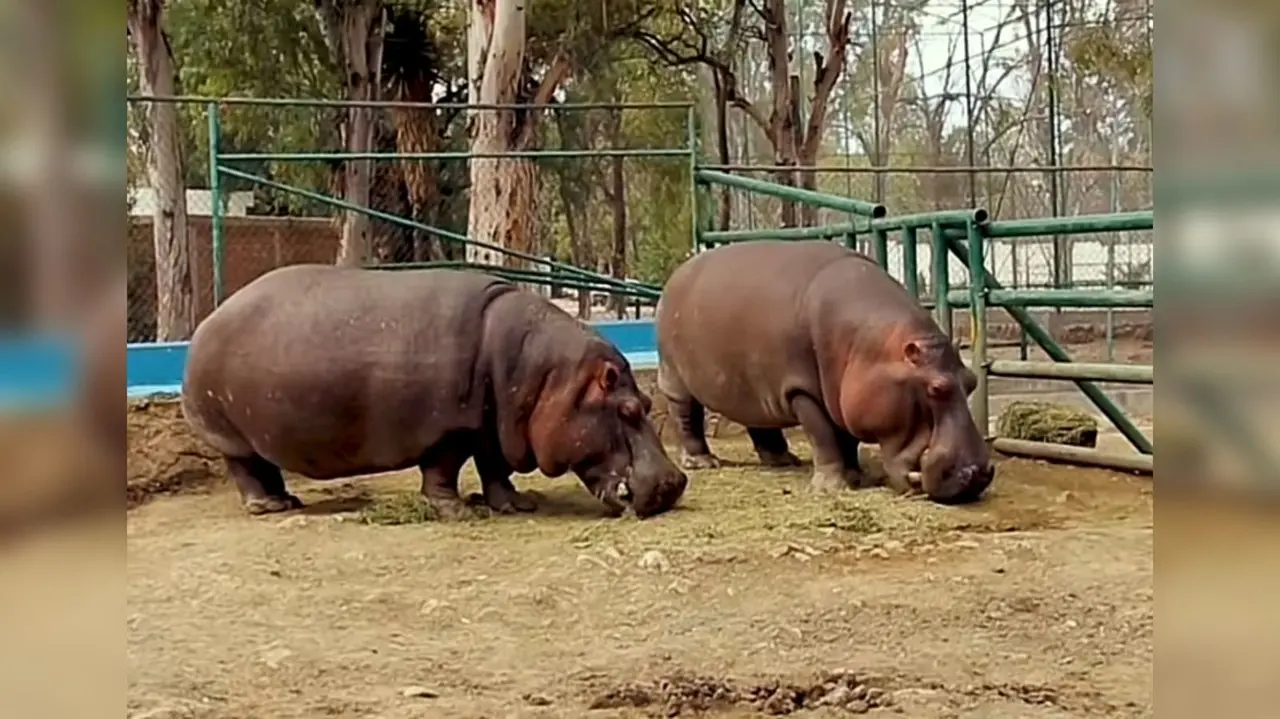 Gloria y Moto Moto son una pareja de hipopótamos que habitan al interior del Zoológico Sahuatoba. Foto: Captura de pantalla.