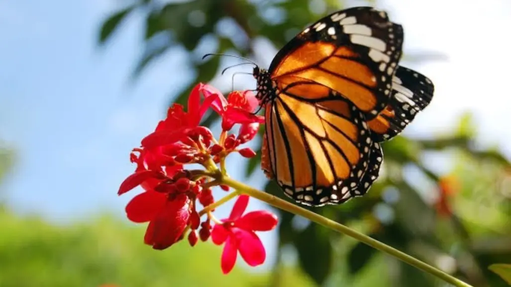 ¡Alarmante! Semarnat informa sobre disminución de mariposas Monarca en México