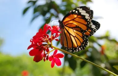 ¡Alarmante! Semarnat informa sobre disminución de mariposas Monarca en México