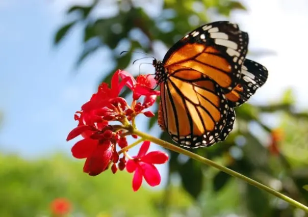 ¡Alarmante! Semarnat informa sobre disminución de mariposas Monarca en México