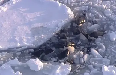 Escapa manada de orcas atrapadas en el hielo