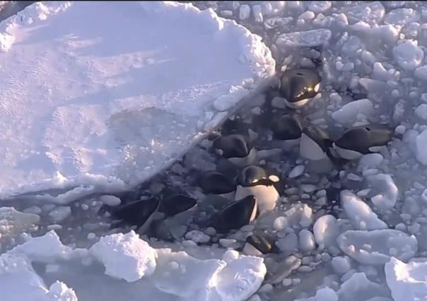 Escapa manada de orcas atrapadas en el hielo