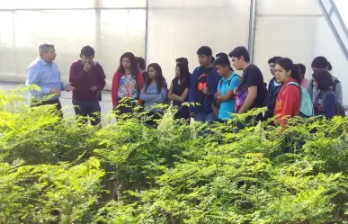 Muestra UANL propiedades de la moringa con curso