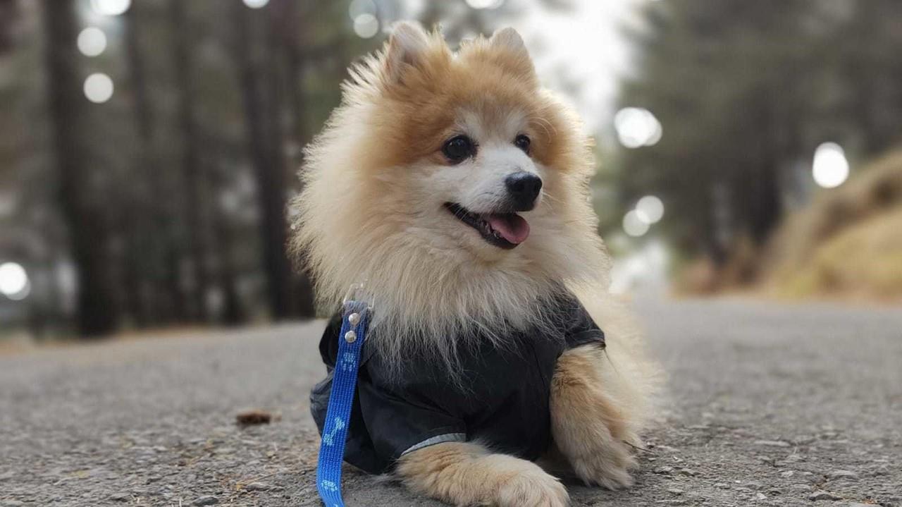 Mascotas del Edoméx podrían tener acta de identidad. Foto: @ManeCamilo