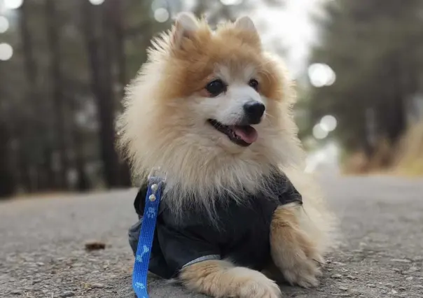 Las mascotas del Edoméx podrían tener acta de identidad