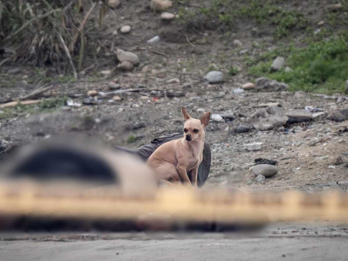 El perrito no permitía que los uniformados se acercaran a realizar su trabajo. Foto: Especial.