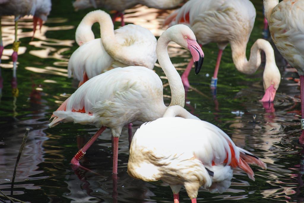 El flamenco Ingo se ve al sol en un pequeño lago junto a otros flamencos en el Zoo de Berlín, el 23 de agosto de 2018. El Zoo de Berlín lloraba el jueves 8 de febrero de 2024 a Ingo, su residente más mayor, que falleció con una edad estimada de 75 años y q