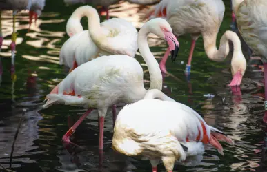 Ingo el Flamenco, el residente más longevo del Zoo de Berlín, fallece a los 75 años