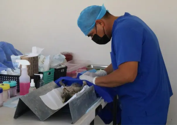 Esteriliza a tus mascotas gratis; hay 30 espacios en San José del Cabo