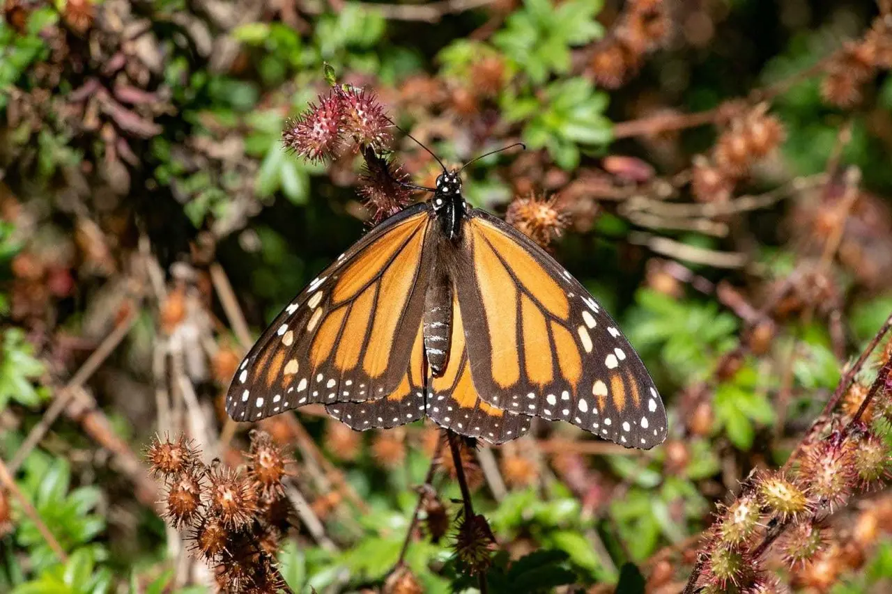 Reduce la presencia de la mariposa Monarca en México por cambio climático. Foto:  @CONANP_mx