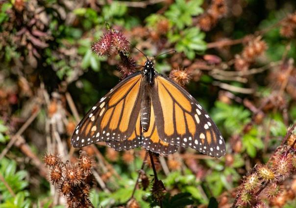 Reduce la presencia de la mariposa Monarca en México por cambio climático