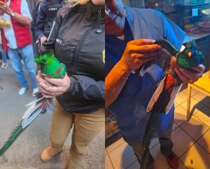 La SSC rescató un quetzal en la Cuauhtémoc, un ave en peligro de extinción