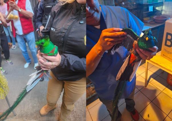 La SSC rescató un quetzal en la Cuauhtémoc, un ave en peligro de extinción