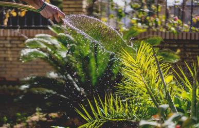 Multas por no regar plantas en horario permitido, advierte SAPA La Paz