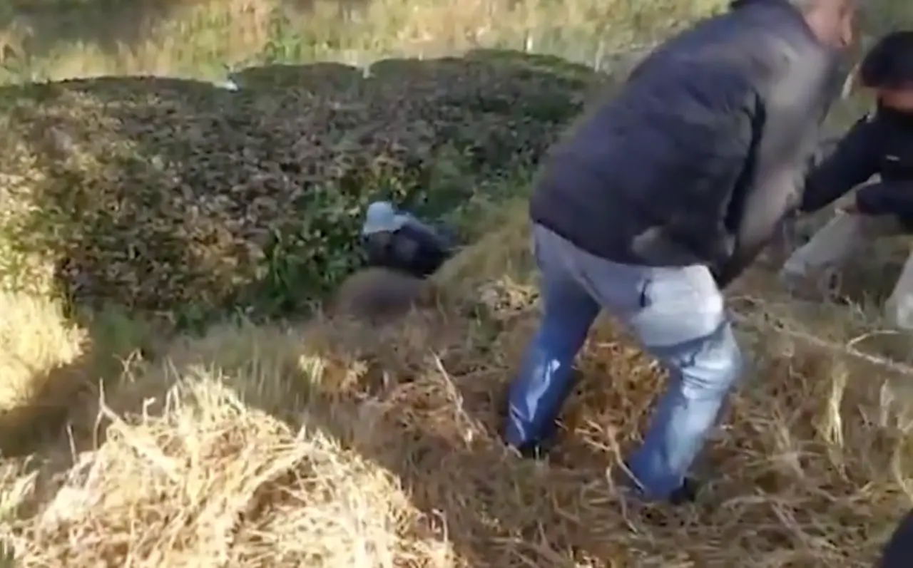 Los brigadistas realizaron maniobras de rapel para adentrarse a la zona pantanosa y rescatar al equino. Foto: Captura de pantalla