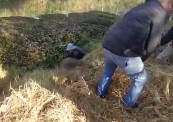 Caballo cae en canal de Xochimilco, es rescatado sano y salvo