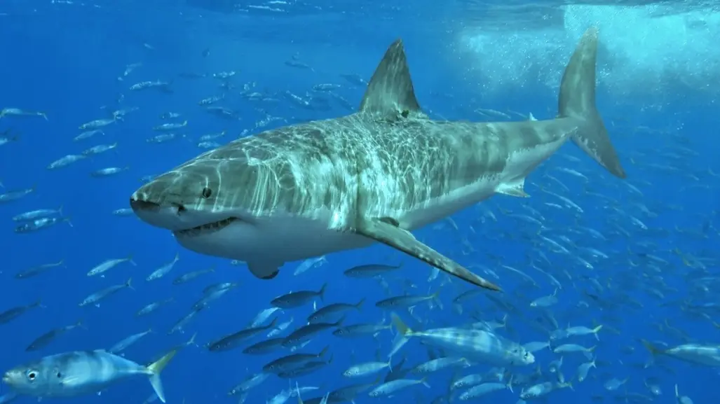 ¡Alerta roja! Tiburón blanco de cinco metros merodea por las playas de Sonora