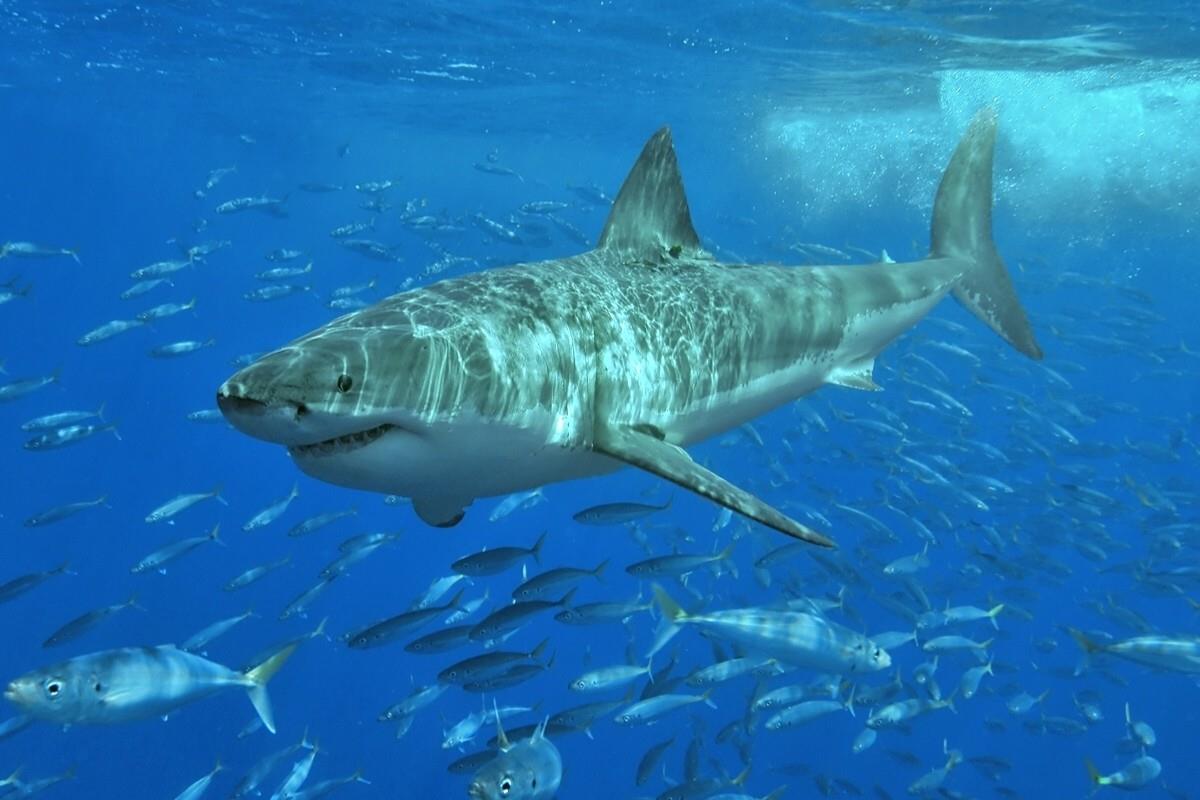 Las playas de Guaymas se encuentran en alerta por el avistamiento de un tiburón blanco Foto: Wikimedia Commons