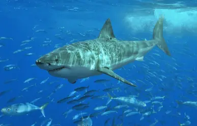 ¡Alerta roja! Tiburón blanco de cinco metros merodea por las playas de Sonora