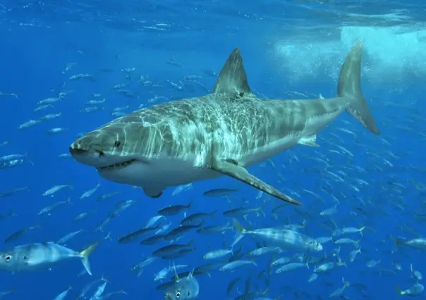 ¡Alerta roja! Tiburón blanco de cinco metros merodea por las playas de Sonora