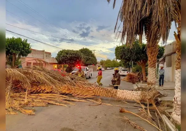 ¡Aguas con el aire! Vienen meses de fuertes vientos