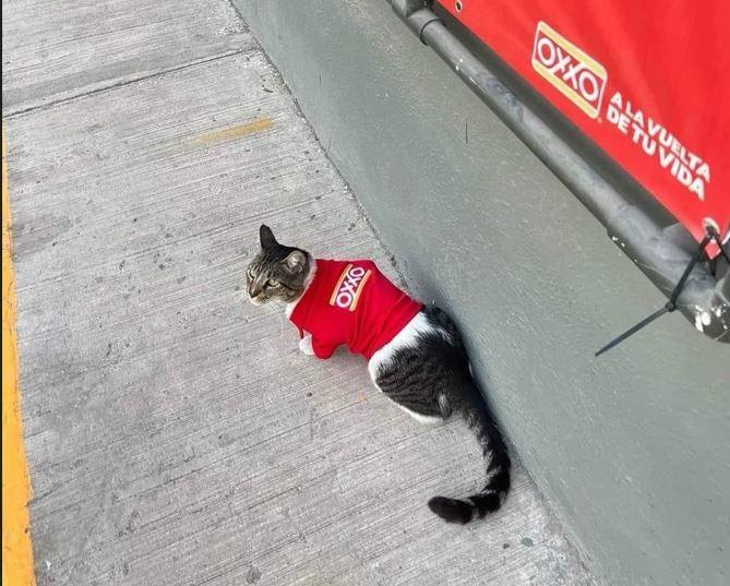 Recibe su uniforme de trabajo Silvano, la mascota de un OXXO