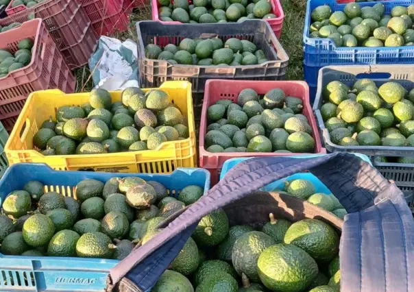 Listo el aguacate de Edomex para el Súper Bowl LVIII