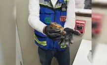 Rescatan a sapo del Metro Pantitlán en CDMX (VIDEO)