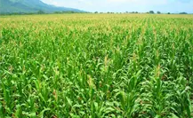 Listas las caravanas itinerantes para programas agrícolas en Edomex