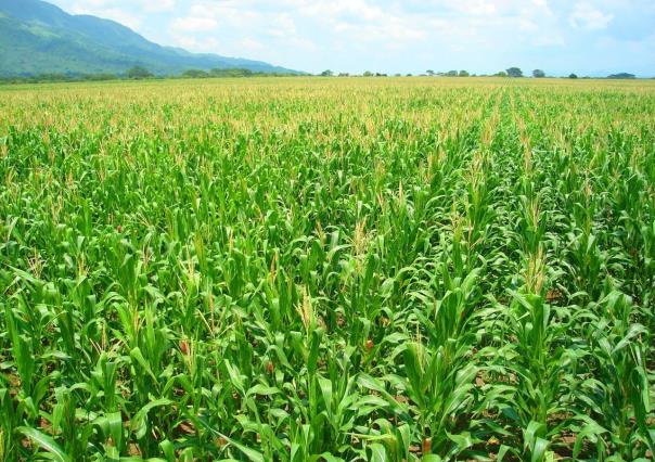 Listas las caravanas itinerantes para programas agrícolas en Edomex