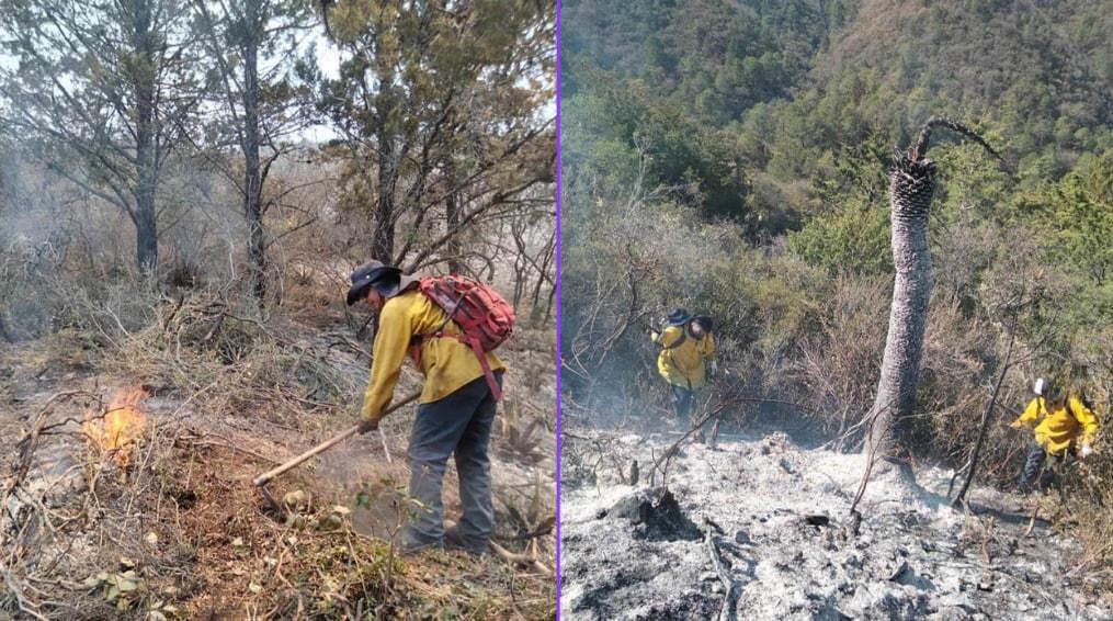 En esta labor de protección al medio ambiente también participarán instituciones como la Sedena, Semarnat, Guardia Nacional, Profepa y la Conafor. (Fotografía: Archivo)