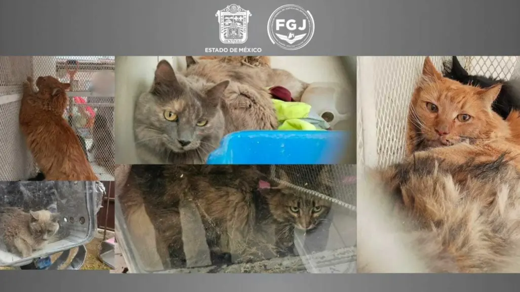 Rescatan nueve gatitos de una casa en Tecámac