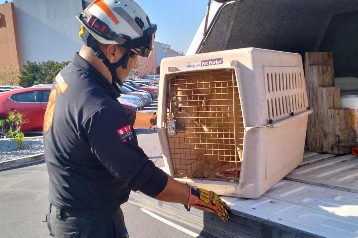 El rescate ocurrió en Paseo de los Leones en la colonia Pedregal de Cumbres. Foto: Protección Civil de Nuevo León.